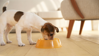 FDA: Dog food recall expanded to include several brands, multiple countries
